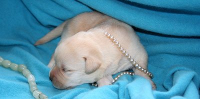 Labrador retriever litter image by crazy.nataly from Fotolia.com Crate training is useful for puppies and adults.