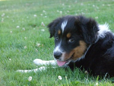 Sly puppy in the park image by Lucki13 from Fotolia.com Frontline is approved for puppies ages eight weeks and up.