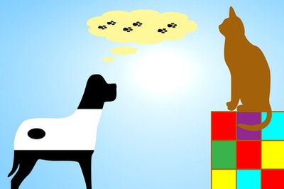 seguir al gato image by caironbohemio from Fotolia.com Your dog thinks your cat looks tasty.