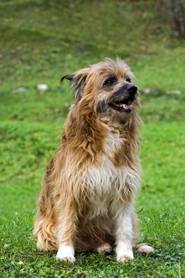 shepard dog image by The Blowfish Inc from Fotolia.com An invisible fence helps train your dog to stay in permitted areas.