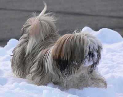 shih tzu dans la neige image by Jeff LEONARD from Fotolia.com Shih tzus require regular brushing to keep their coats healthy and clean.