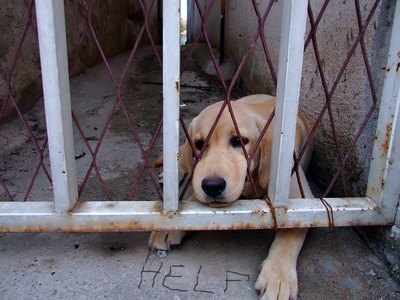 Unhappy little dog image by lune from Fotolia.com Dogs can be rescued from California shelters and transported to other states where their chances of adoption are greater.