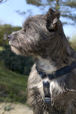 chien terrier image by Danielle Bonardelle from Fotolia.com An intelligent, alert cairn terrier