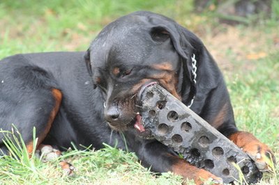 chien de garde image by choucashoot from Fotolia.com Dogs have a natural chewing instinct.