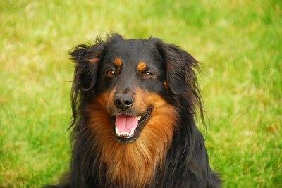 dog image by Zbigniew Nowak from Fotolia.com The Australian Shepherd is an intensely loyal, hard-working dog.