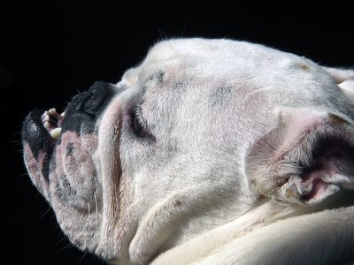 Bulldog de profil image by Olivier from Fotolia.com Bulldog puppies need to be delivered by Cesaerian section.