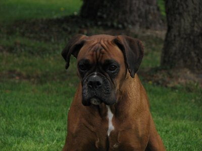 Boxer concentré image by Pascal Bourgier from Fotolia.com Boxer puppies grow up to be playful and lovable dogs.