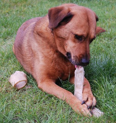Dog with Treat image by T^i^ from Fotolia.com Dogs need to chew regularly to maintain a healthy mouth.