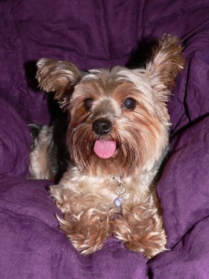 yorkie portrait image by LynnMarie from Fotolia.com Yorkies need a lot of exercise and mental stimulation.