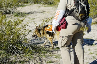 search dog image by Jim Parkin from Fotolia.com Search and rescue dogs may specialize in human remains detection.