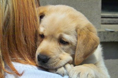 labrador image by JEAN-MARC MEDINA from Fotolia.com Your new Lab puppy looks to you for structure and guidance.