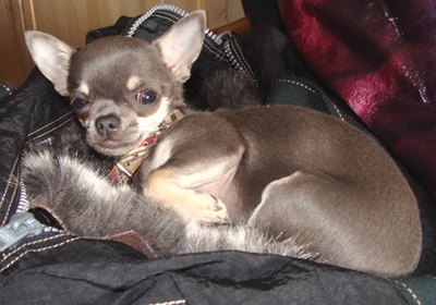 chien, chihuahua, image by Monique Pointaire from Fotolia.com Teacup Chihuahuas are a tiny, courageous breed.