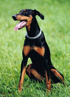 Dobermann image by Manuel Weber from Fotolia.com Most canine ovulation tests determine the dog's luteinizing hormone levels.