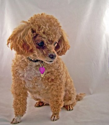 poodle image by palms from Fotolia.com Poodles learn and grow during the puppy stages.