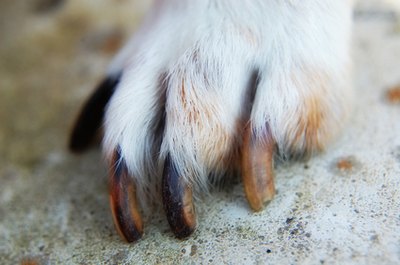animal paw image by Ramona smiers from Fotolia.com A balanced diet helps dog nails grow strong.