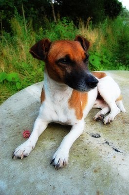 jack russel image by Ramona smiers from Fotolia.com Teach your Jack Russell terrier to chase squirrels off your property.