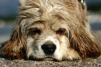 abandonned dog image by jeancliclac from Fotolia.com A dirty dog is the perect candidate for a do-it-yourself dog wash.