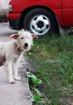 scruffy dog image by Gina Smith from Fotolia.com Many people say that mutts make the most well-rounded pets.