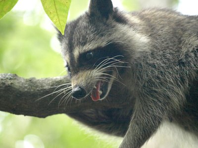 Raccoon 12 image by Pat Lalli from Fotolia.com Coon dogs can be trained to chase and tree raccoons for easier hunting.