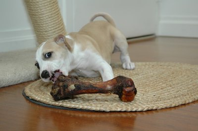 puppy chews bone image by Susan Rae Tannenbaum from Fotolia.com Puppies will chew almost anything, even your AC unit.