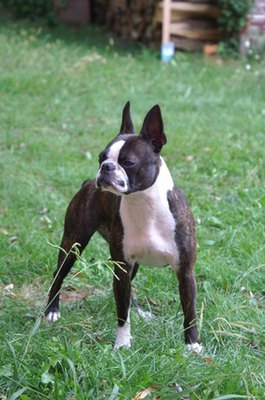 boston terrier image by berdoulat jerome from Fotolia.com Boston terriers are intelligent and respond quickly to training.