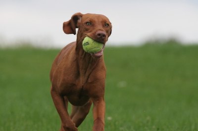puppy playtime with toy in yard image by Paul Retherford from Fotolia.com Fetch can be a fun bonding experience for dogs and their owners.