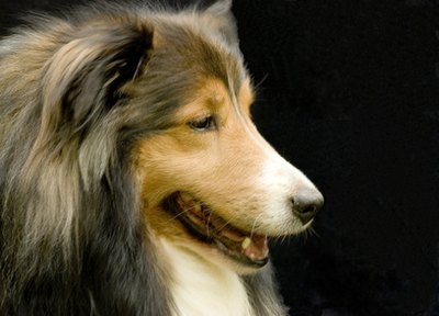 Sheltie Portrait image by jodi mcgee from Fotolia.com Shelties make great pets both in the city and the country.