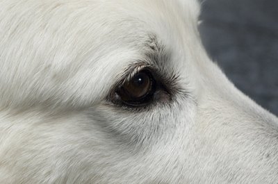 hundeauge image by Linus Theißen from Fotolia.com Diamond Eye helps restore light fur to its original color.