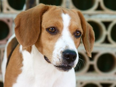 Beagle, cane image by Buffy1982 from Fotolia.com A puggle's beagle ancestry can make it prone to howling.