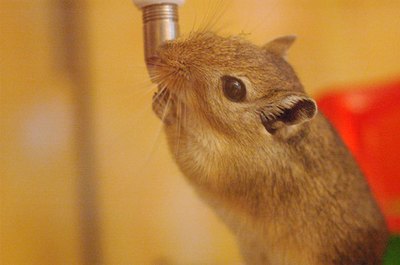 gerbille image by jérôme caffin from Fotolia.com Dogs and gerbils can sometimes be friends if you introduce them properly.