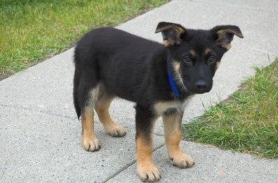 german shepherd puppy image by Jeff from Fotolia.com Help your puppy learn the right place to "go."