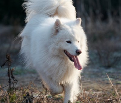samoed"s dog image by Alexander Maksimov from Fotolia.com Dog