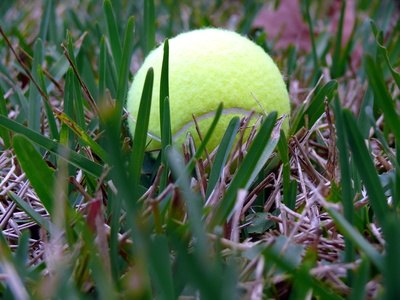 tennis ball image by jimcox40 from Fotolia.com Fly ball training builds a strong bond between dog and owner.