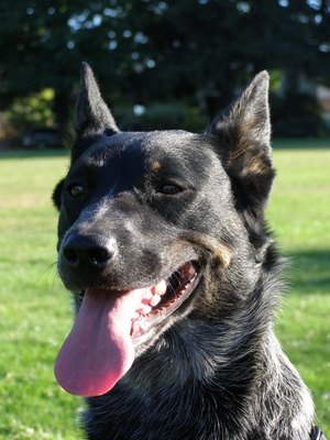 Happy dog in the park image by Lucki13 from Fotolia.com Most dogs enjoy spending time at dog parks.