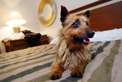 Mario Tama/Getty Images News/Getty Images If he's a boy, Hobie, or Hobart, will harken back to a city in his native Australia.