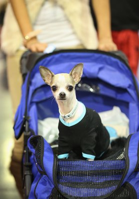 Sean Gallup/Getty Images News/Getty Images A pet stroller allows an injured dog to enjoy a regular walk and keeps depression at bay.