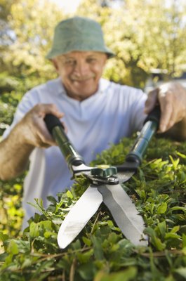 Jupiterimages/Pixland/Getty Images The privet makes a great hedge, but keep your pets away from it.