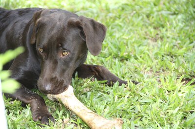 fvanzela/iStock/Getty Images Give your dog his own things to chew on.