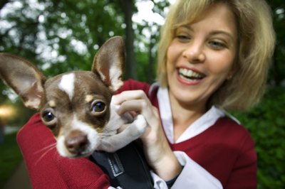 Thinkstock/Stockbyte/Getty Images Chihuahuas may be small, but their personalities are enormous.