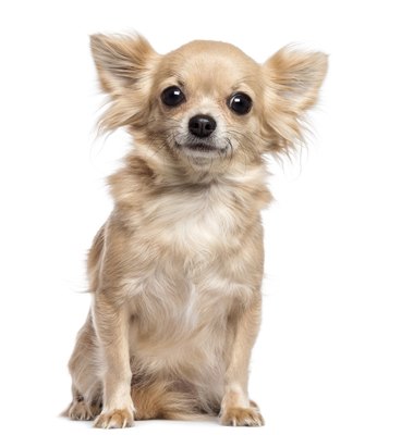 Eric Isselée/iStock/Getty Images If he's an older dog, he may develop digital hyperkeratosis.