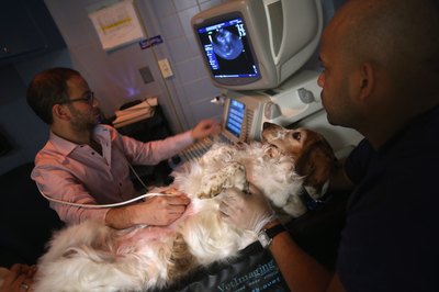 John Moore/Getty Images News/Getty Images An abdominal ultrasound is one test that evaluates the adrenal glands when a tumor is suspected.