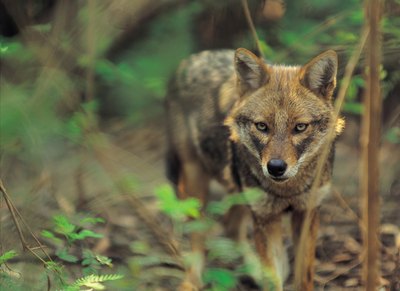 Photos.com/Photos.com/Getty Images The Louisiana catahoula leopard is descended from the red wolf -- from this very one. Naaaah.