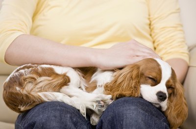 AVAVA/iStock/Getty Images Petting your dog lowers blood pressure and relieves stress.