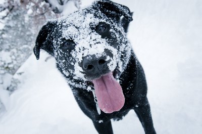 Anrodphoto/iStock/Getty Images Protect your pooch's paws from cold and snow.