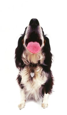 George Doyle/Stockbyte/Getty Images Infection in the salivary glands often produces excessive drooling.