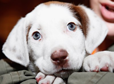 Cindy Ord/Getty Images Entertainment/Getty Images Creating a safe space is crucial when bringing home a new dog.