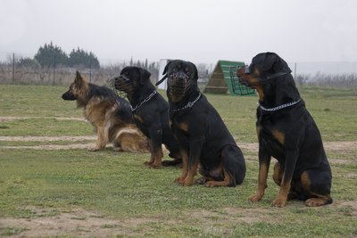 cynoclub/iStock/Getty Images "Me and my friends at K-9 training are watching you."