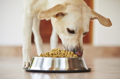 Chalabala/iStock/Getty Images Some breeds, like Great Danes, are especially vulnerable to bloat.