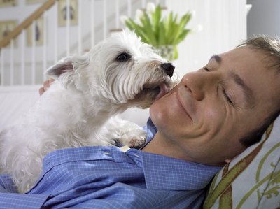 Digital Vision./Photodisc/Getty Images Your Scottie dog will thank you for all your hard work grooming her.