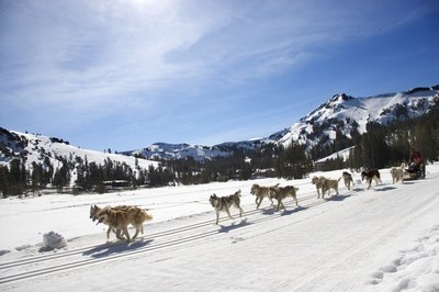 Thinkstock/Stockbyte/Getty Images Siberian huskies were historically used as sled dogs.